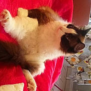 Wilson a rejoint le concours — aidez-le/la à gagner de superbes lots ! balinese, canidae, carnivore, cat, cat_supply, companion_dog, dog_breed, fang, fawn, felidae, fur, mammal, natural_material, paw, red, small_to_medium_sized_cats, snout, tail, thai, whiskers