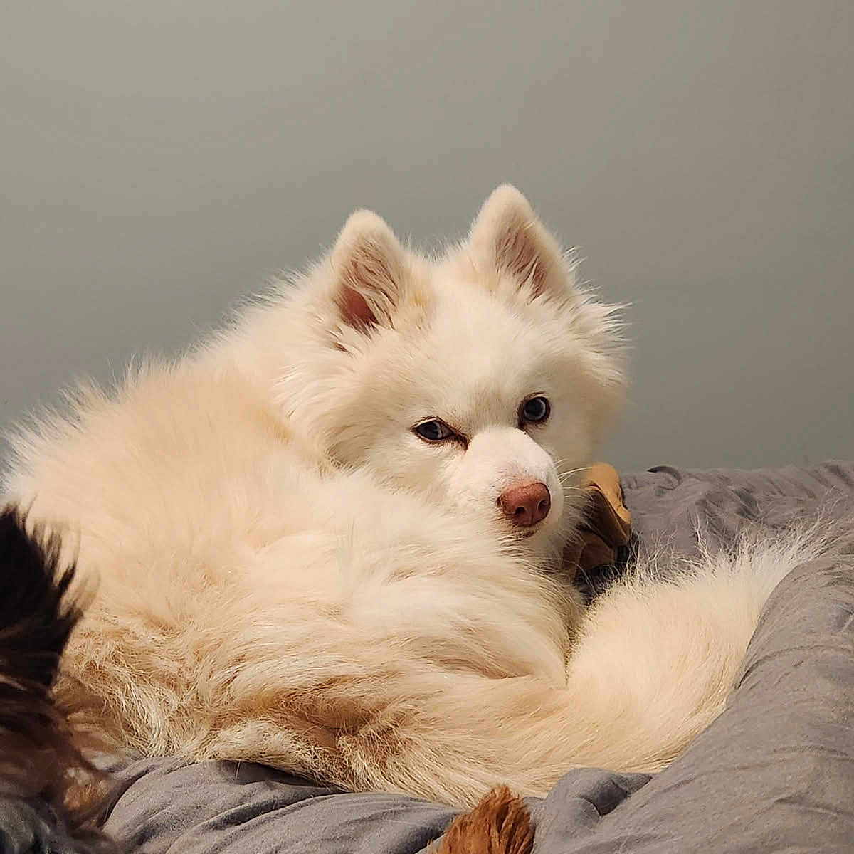 Maison is registered to the contest to win money with this photo: animal, bed, blanket, canine, companion, cozy, cute, dog, ears, fluffy, fur, indoor, pet, portrait, relaxed, resting, sleepy, small_dog, tail, white_dog