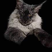 Whiskey is registered to the contest to win money with this photo: animal, cat, close_up, dark_background, digital, ears, expression, face, feline, floating, fluffy, gray_cat, isolated, looking_at_camera, pet, phone_ui, portrait, screen_capture, technology, whiskers