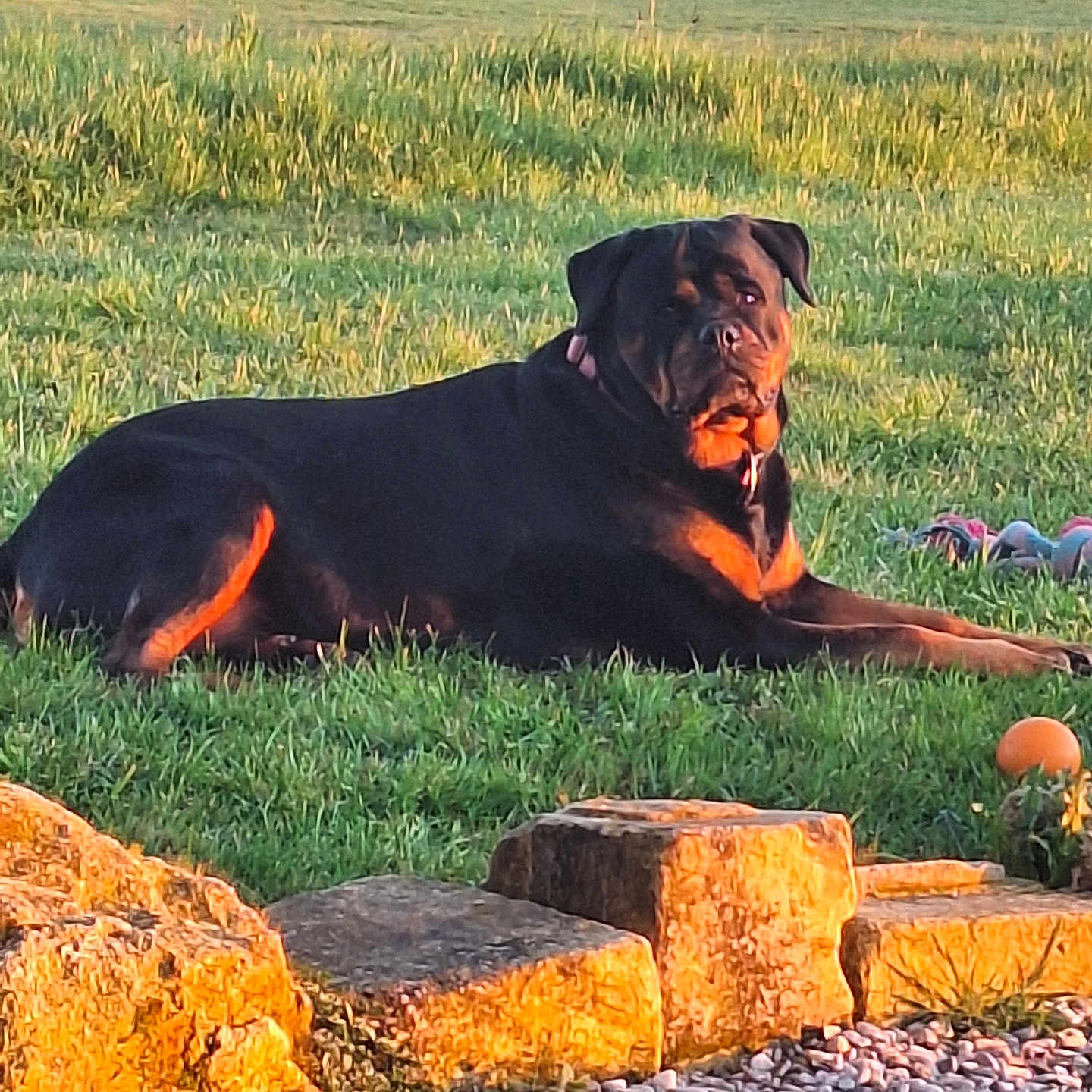 Luna participe au concours pour gagner de l'argent avec cette photo : animal, canine, daylight, dog, grass, greenery, mammal, nature, outdoor, park, peaceful, pet, quiet, relaxing, resting, rottweiler, stone, summer, sunset, toys