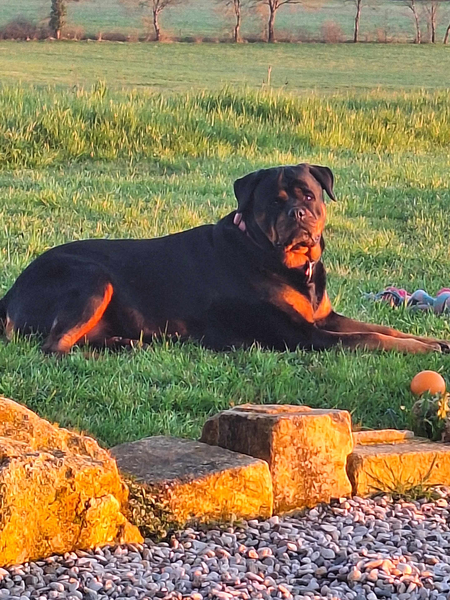 Luna participe au concours pour gagner de l'argent avec cette photo : rottweiler, dog, grass, stone, outdoor, pet, animal, sunset, nature, greenery, toys, relaxing, canine, mammal, summer, daylight, park, quiet, peaceful, resting