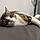 Filou