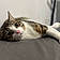 Filou