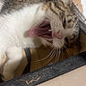 Filou participe au concours pour gagner de l'argent avec cette photo : animal, box, cat, closeup, cute, domestic_cat, feline, fur, indoor, mouth_open, pet, relaxed, resting, sleepy, tabby, teeth, tongue, whiskers, white_fur, yawning