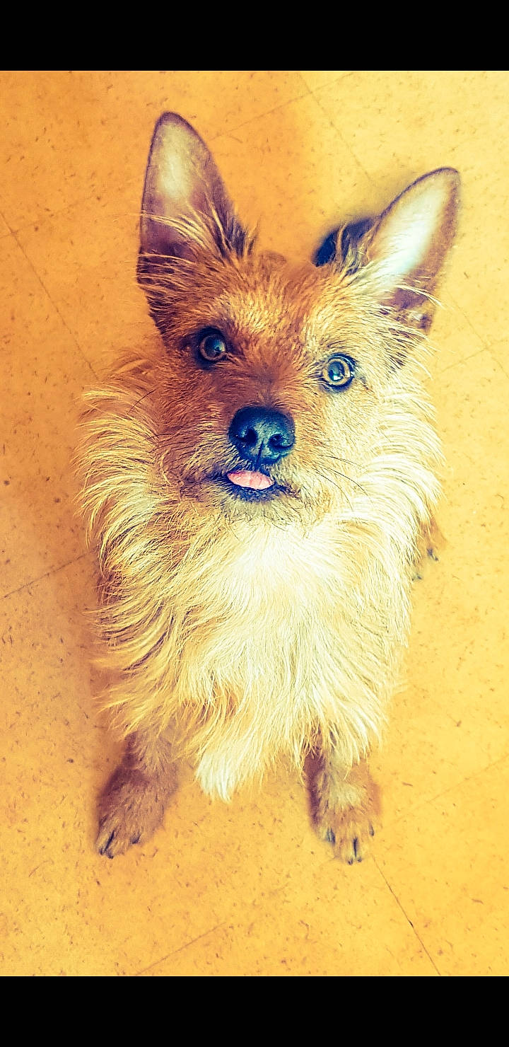 Starky participe au concours pour gagner de l'argent avec cette photo : australian_silky_terrier, australian_terrier, cairn_terrier, canidae, carnivore, dog, dog_breed, drawing, fawn, mammal, norwich_terrier, pomeranian, portuguese_podengo, puppy, rare_breed_dog, snout, terrier, vertebrate, whiskers