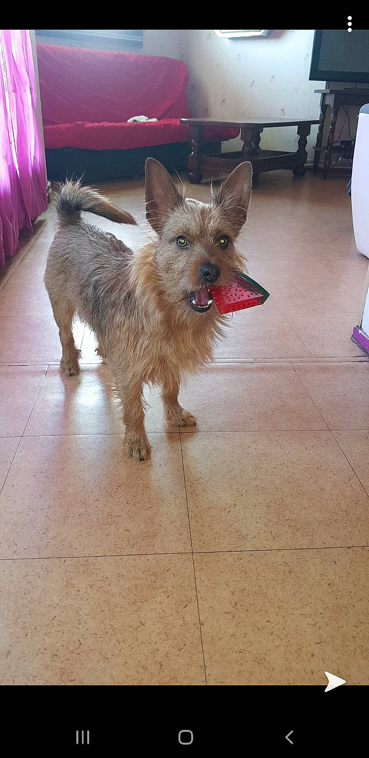 Starky participe au concours pour gagner de l'argent avec cette photo : australian_silky_terrier, australian_terrier, cairn_terrier, canidae, carnivore, companion_dog, dog, dog_breed, fawn, floor, flooring, glen_of_imaal_terrier, mammal, norwich_terrier, rare_breed_dog, small_terrier, snout, terrier, vertebrate, yorkshire_terrier