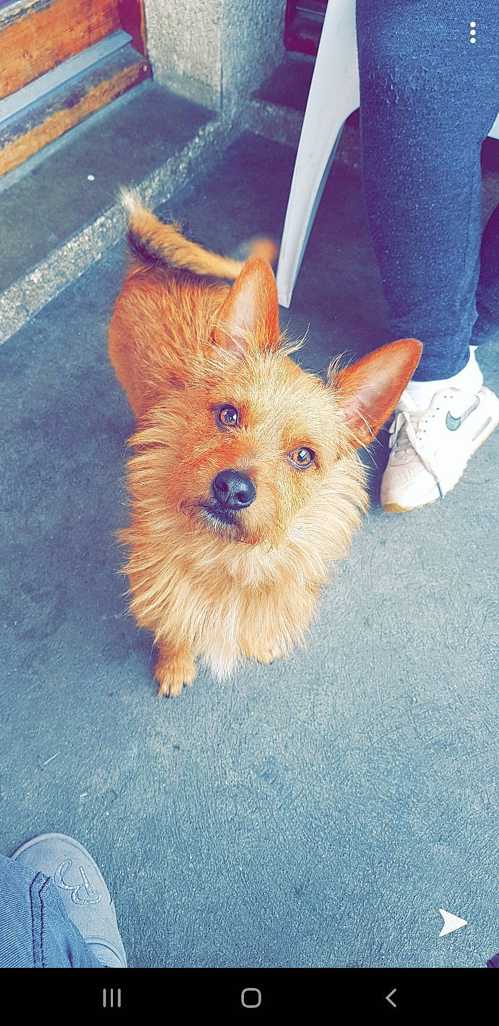 Starky participe au concours pour gagner de l'argent avec cette photo : australian_silky_terrier, australian_terrier, cairn_terrier, canidae, carnivore, companion_dog, dog, dog_breed, fawn, mammal, norwich_terrier, pomeranian, puppy, rare_breed_dog, small_terrier, terrier, toy_dog, vertebrate, yorkipoo, yorkshire_terrier