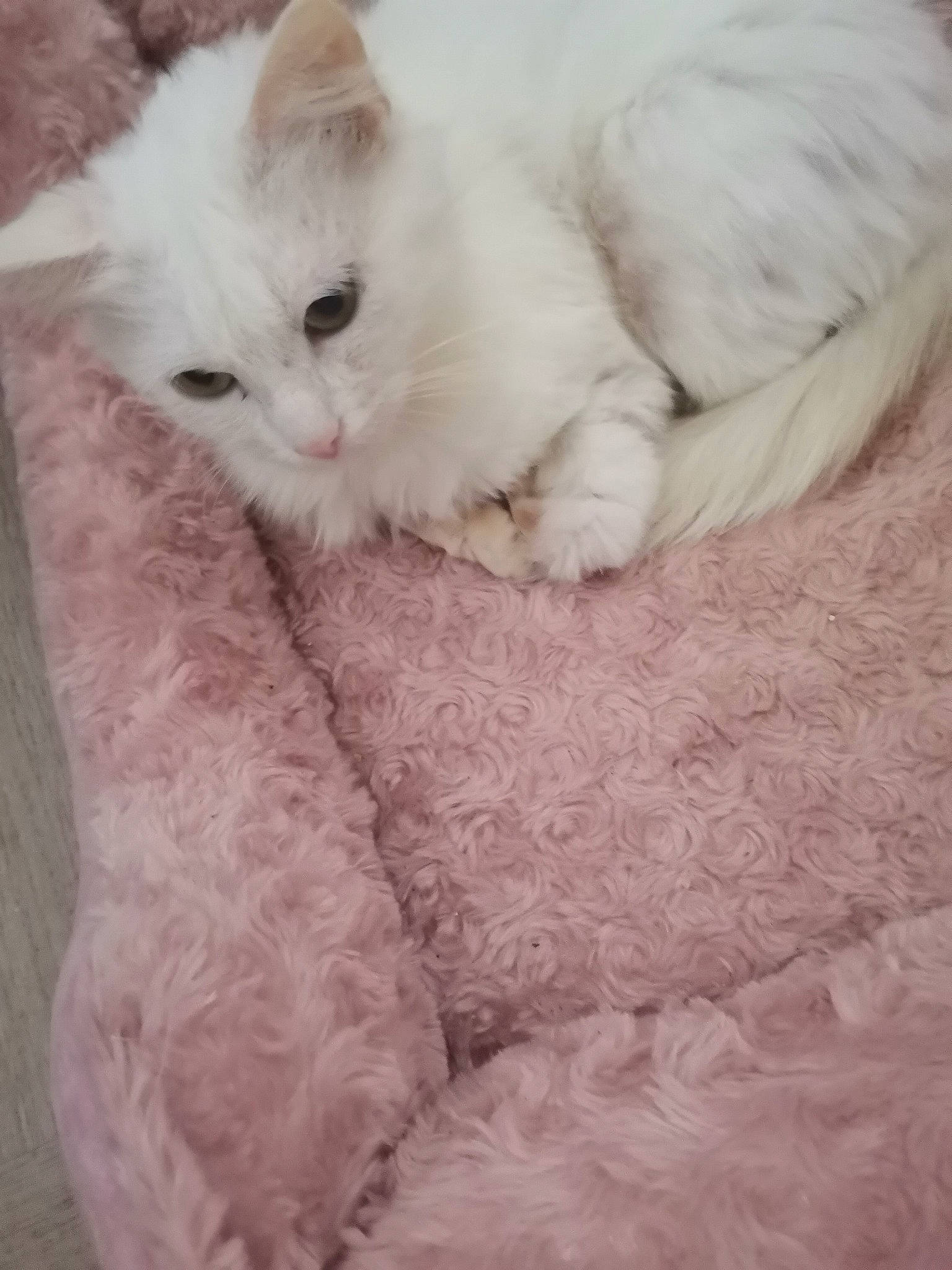 Neige Et Salem participe au concours pour gagner de l'argent avec cette photo : carnivore, cat, comfort, fawn, felidae, fur, pattern, paw, small_to_medium_sized_cats, snout, tail, terrestrial_animal, whiskers