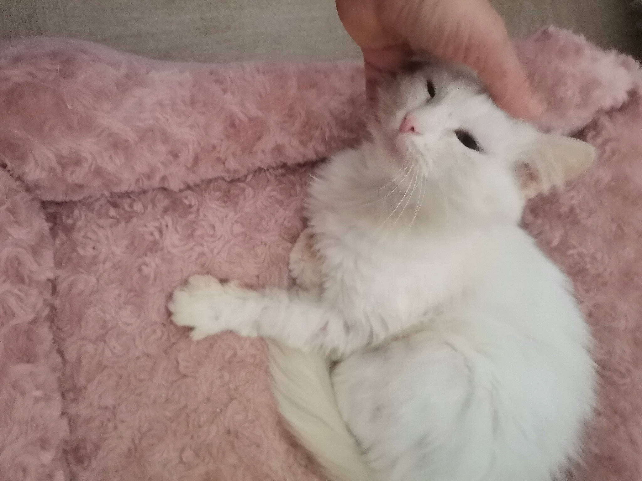 Neige Et Salem participe au concours pour gagner de l'argent avec cette photo : carnivore, cat, claw, comfort, domestic_short_haired_cat, fawn, felidae, fur, nap, paw, small_to_medium_sized_cats, snout, tail, terrestrial_animal, whiskers