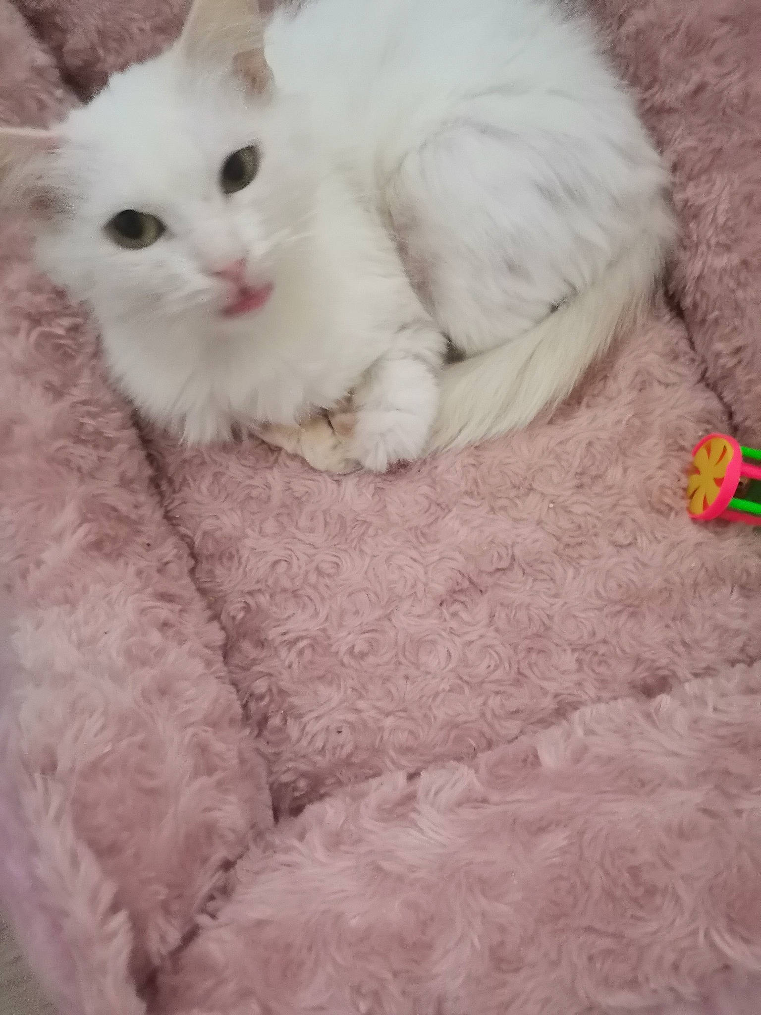 Neige Et Salem participe au concours pour gagner de l'argent avec cette photo : carnivore, cat, claw, comfort, fawn, felidae, fur, natural_material, pattern, paw, small_to_medium_sized_cats, tail, terrestrial_animal, whiskers