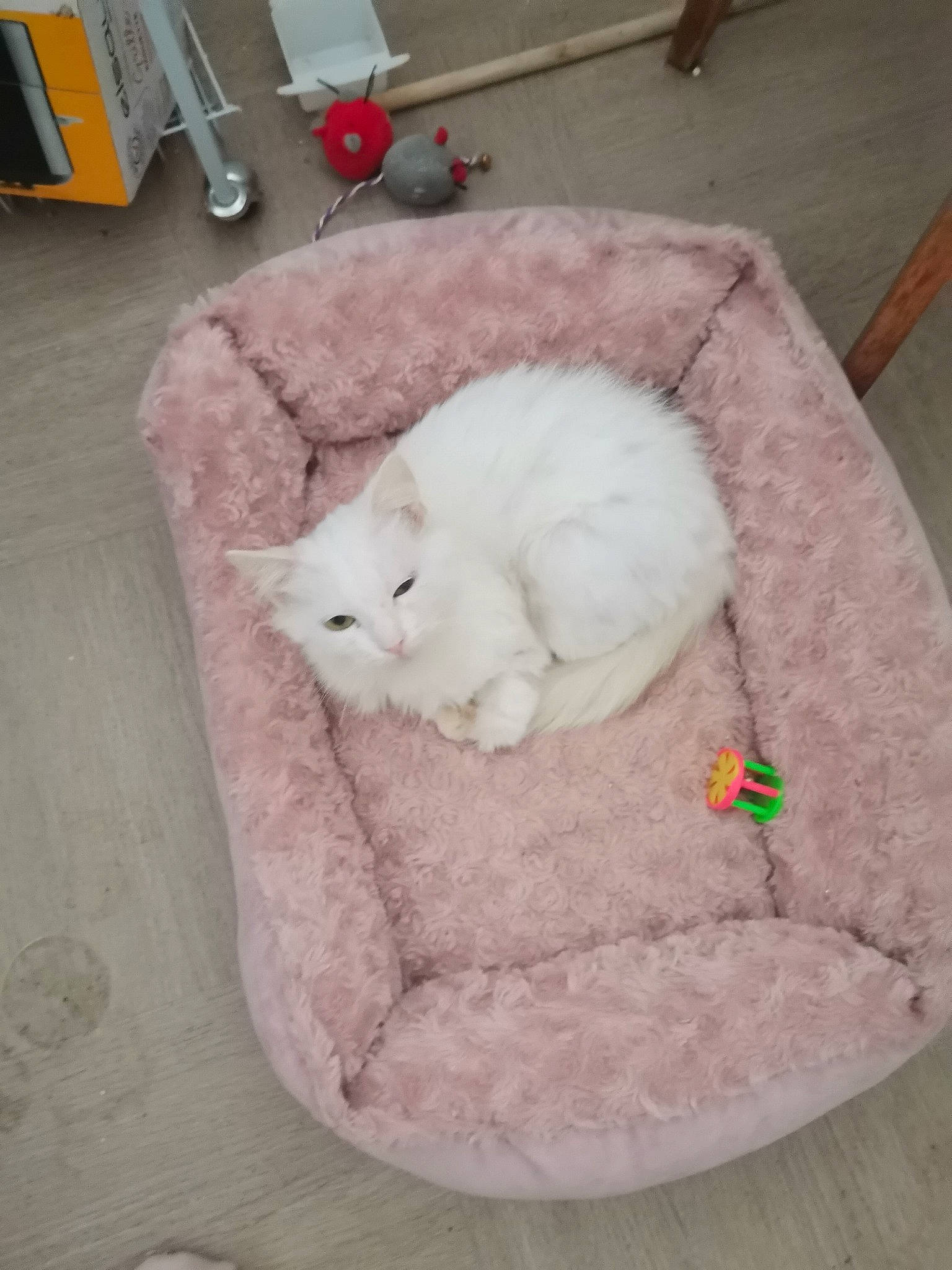 Neige Et Salem a rejoint le concours — aidez-le/la à gagner de superbes lots ! carnivore, cat, cat_bed, comfort, companion_dog, domestic_short_haired_cat, fawn, felidae, flooring, fur, hardwood, household_cleaning_supply, nap, office_supplies, paper_towel, rabbits_and_hares, small_to_medium_sized_cats, snout, tail, whiskers