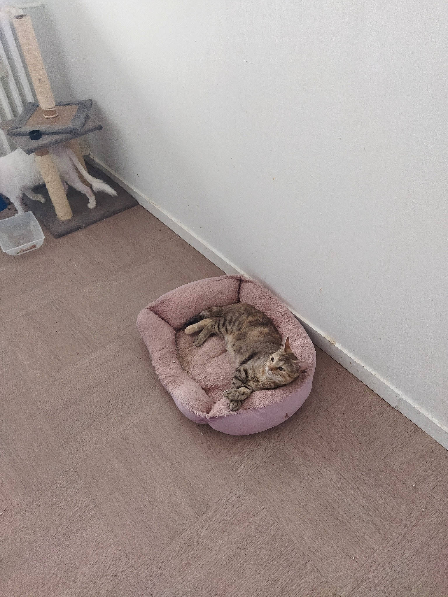 Salem Et Neige a rejoint le concours — aidez-le/la à gagner de superbes lots ! beige, carnivore, cat, comfort, domestic_short_haired_cat, fawn, felidae, floor, flooring, fur, grey, hardwood, laminate_flooring, room, small_to_medium_sized_cats, tail, whiskers, window, wood, wood_flooring