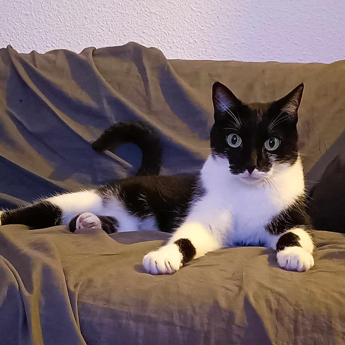 Kiwi a rejoint le concours — aidez-le/la à gagner de superbes lots ! abyssinian, animal, architecture, bed, blackcat, blanket, building, cat, chair, couch, cushion, furniture, homedecor, indoors, kitten, livingroom, manx, pet, room, siamese