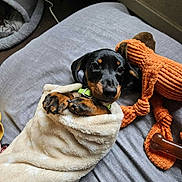 Barbouille participe au concours pour gagner de l'argent avec cette photo : puppy, dog, blanket, toy, bed, cozy, cute, pet, animal, lying_down, indoors, soft, brown, black, small, paws, collar, relaxed, snuggled, playful