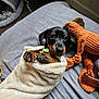 puppy, dog, blanket, toy, bed, cozy, cute, pet, animal, lying_down, indoors, soft, brown, black, small, paws, collar, relaxed, snuggled, playful