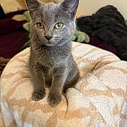 Nami joined the competition — help win amazing prizes! cat, kitten, gray_cat, sitting, portrait, pet, animal, fur, ears, eyes, whiskers, indoors, bedroom, blanket, bedding, teddy_bear, cozy, cute, looking_at_camera, photography
