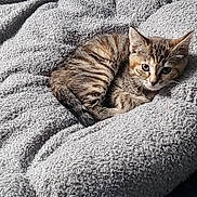 Mimim participe au concours pour gagner de l'argent avec cette photo : kitten, cat, tabby, animal, pet, feline, cozy, blanket, soft, texture, fur, resting, cute, small, sleepy, indoor, sunlight, curled_up, relaxed, young