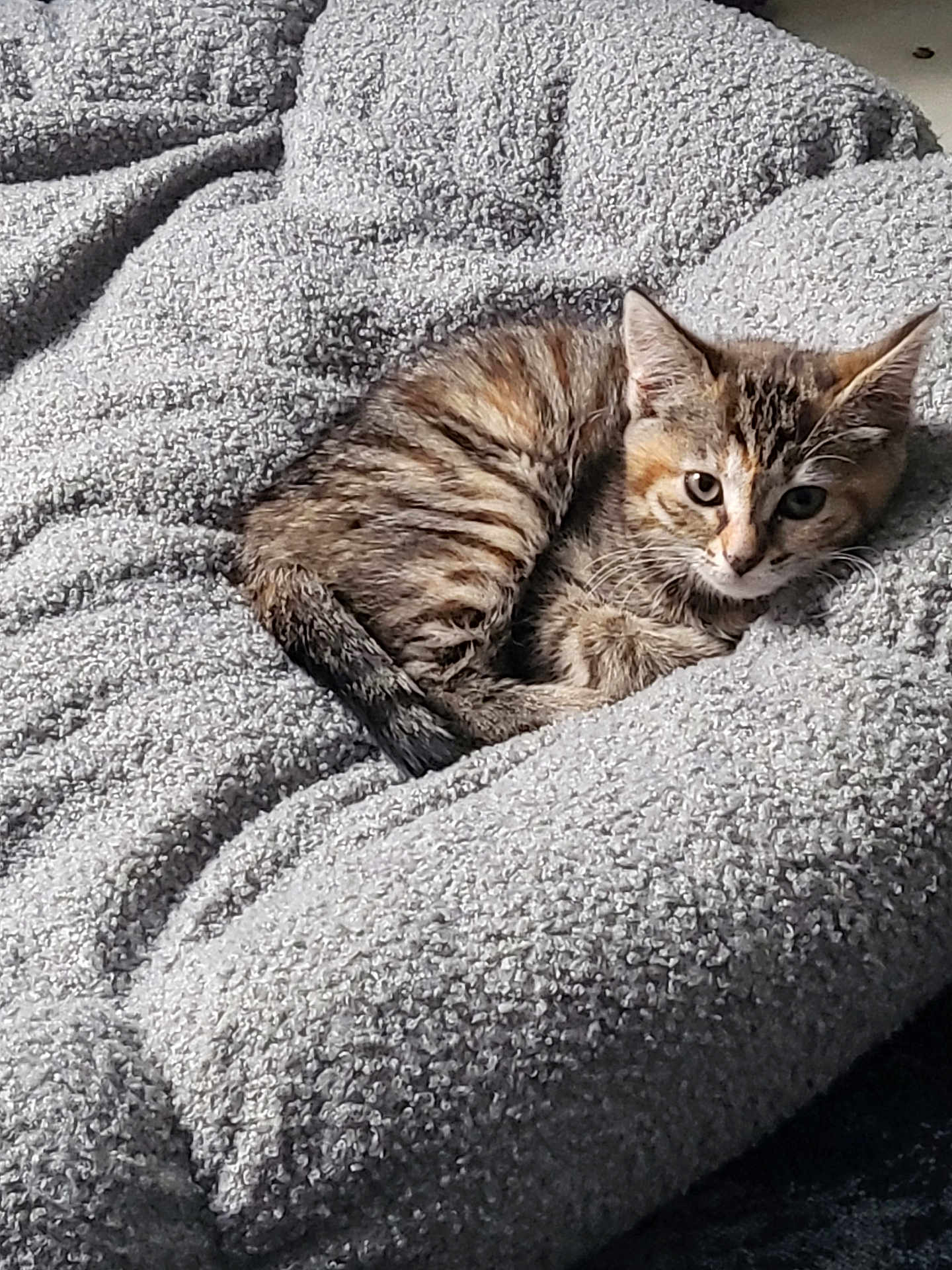 Mimim participe au concours pour gagner de l'argent avec cette photo : kitten, cat, tabby, animal, pet, feline, cozy, blanket, soft, texture, fur, resting, cute, small, sleepy, indoor, sunlight, curled_up, relaxed, young