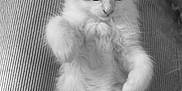 Chaussette a rejoint le concours — aidez-le/la à gagner de superbes lots ! kitten, cat, pet, fluffy, lap, paws, fur, cute, animal, domestic_animal, whiskers, young, relaxing, indoor, person, clothing, corduroy, texture, soft, black_and_white