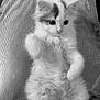 kitten, cat, pet, fluffy, lap, paws, fur, cute, animal, domestic_animal, whiskers, young, relaxing, indoor, person, clothing, corduroy, texture, soft, black_and_white