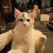 Chaussette participe au concours pour gagner de l'argent avec cette photo : cat, white_cat, fluffy, indoor, table, paw, curious, pet, domestic_animal, feline, animal, cozy, lamp, curtains, plant, wooden_ceiling, glass, hand, relaxed, house