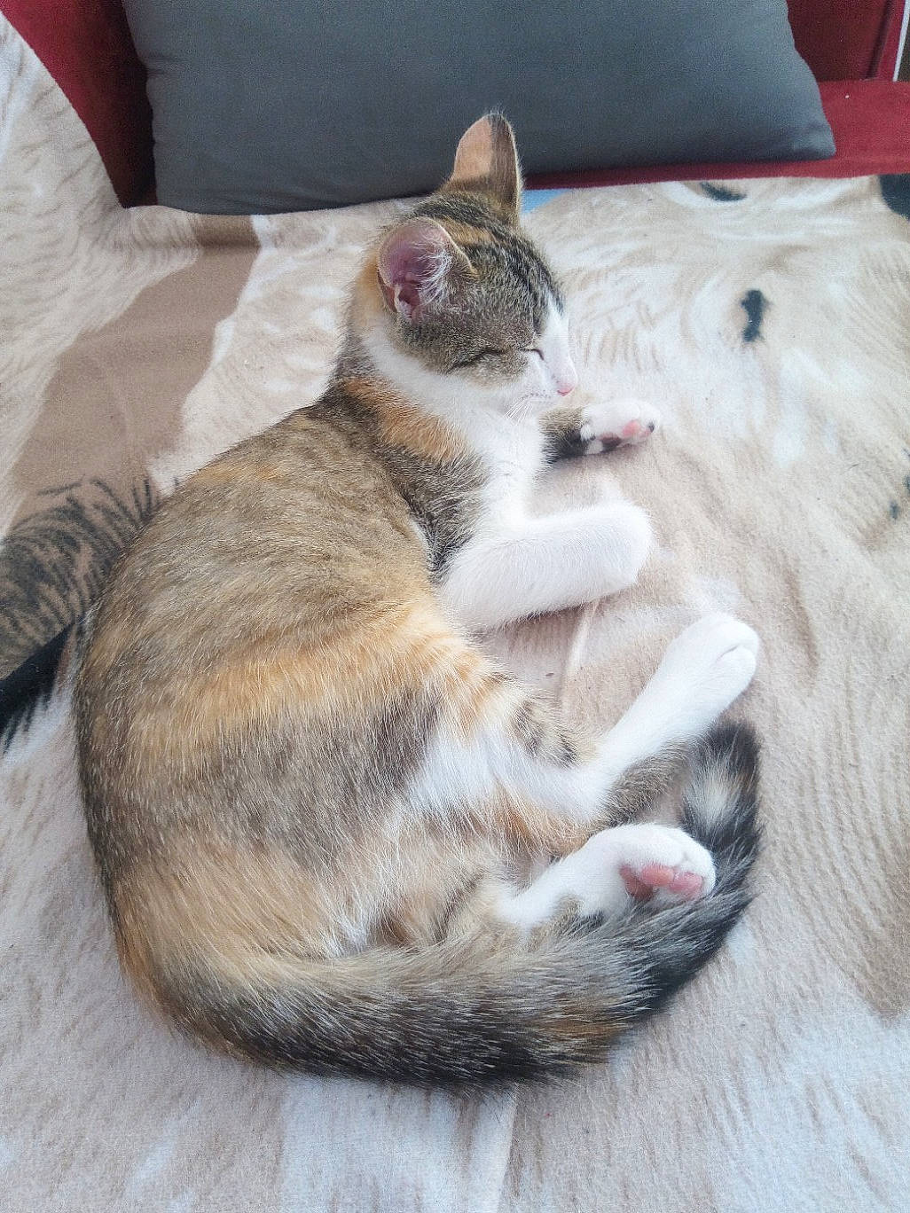 Bella a rejoint le concours — aidez-le/la à gagner de superbes lots ! carnivore, cat, claw, comfort, domestic_short_haired_cat, fawn, felidae, fur, linens, nap, paw, sleep, small_to_medium_sized_cats, snout, tail, whiskers