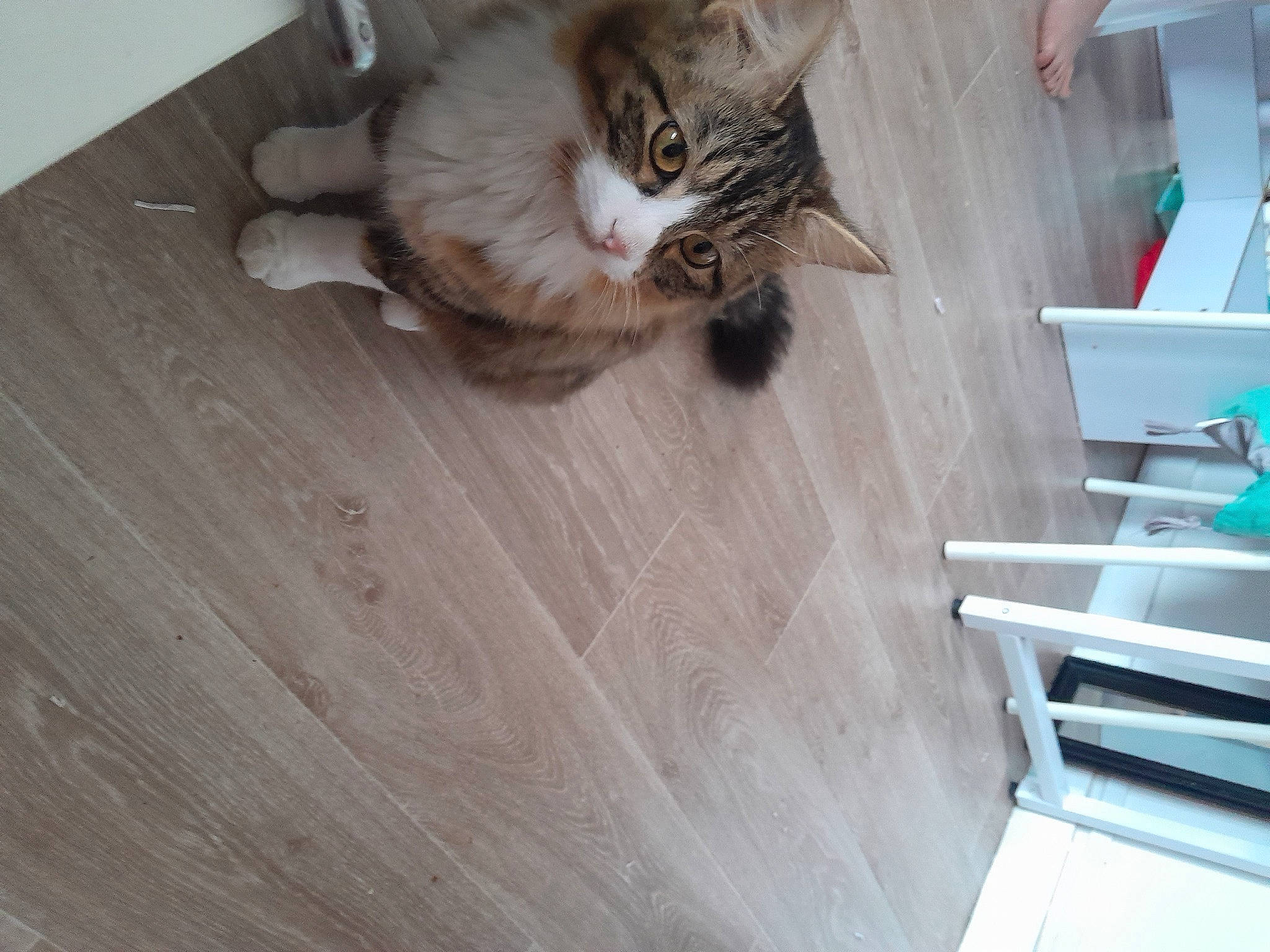 Lilou participe au concours pour gagner de l'argent avec cette photo : carnivore, cat, comfort, domestic_short_haired_cat, felidae, floor, flooring, fur, hardwood, laminate_flooring, paw, plywood, small_to_medium_sized_cats, stairs, tail, varnish, whiskers, wood, wood_flooring, wood_stain