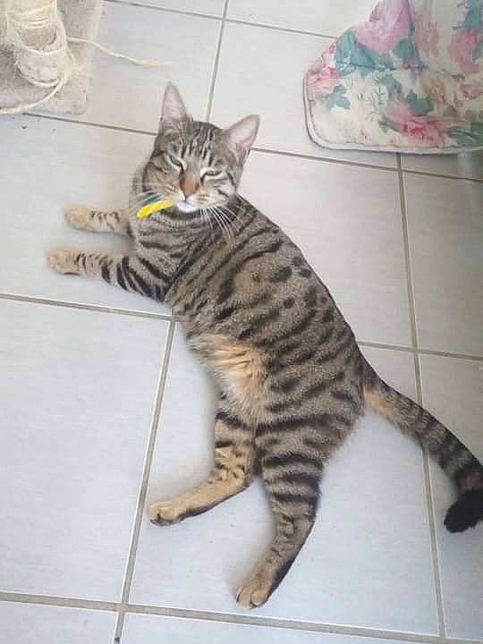 Tony a rejoint le concours — aidez-le/la à gagner de superbes lots ! carnivore, cat, claw, domestic_short_haired_cat, felidae, flooring, fur, paw, sitting, small_to_medium_sized_cats, snout, tail, terrestrial_animal, tile_flooring, whiskers