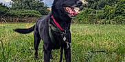 Bailey participe au concours pour gagner de l'argent avec cette photo : dog, black_dog, grass, field, outdoor, cloudy_sky, collar, harness, tags, happy, tongue_out, pet, animal, nature, greenery, leash, canine, standing, sky, daylight