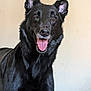 dog, black_dog, pet, canine, animal, tongue_out, happy, ears, fur, portrait, indoor, smiling, friendly, cute, mammal, domestic_animal, looking_at_camera, tongue, head, closeup