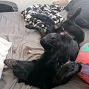 Bailey participe au concours pour gagner de l'argent avec cette photo : dog, black_dog, bed, blanket, pillow, gray_sheet, sleeping, relaxed, pet, indoor, canine, fur, animal, resting, four_legs, cute, cozy, lying_down, home, comfort