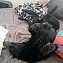 dog, black_dog, bed, blanket, pillow, gray_sheet, sleeping, relaxed, pet, indoor, canine, fur, animal, resting, four_legs, cute, cozy, lying_down, home, comfort
