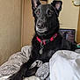 dog, black_dog, pet, collar, bed, blanket, indoor, animal, fur, ears, paw, resting, looking_away, domestic, canine, cozy, furniture, home, portrait, calm