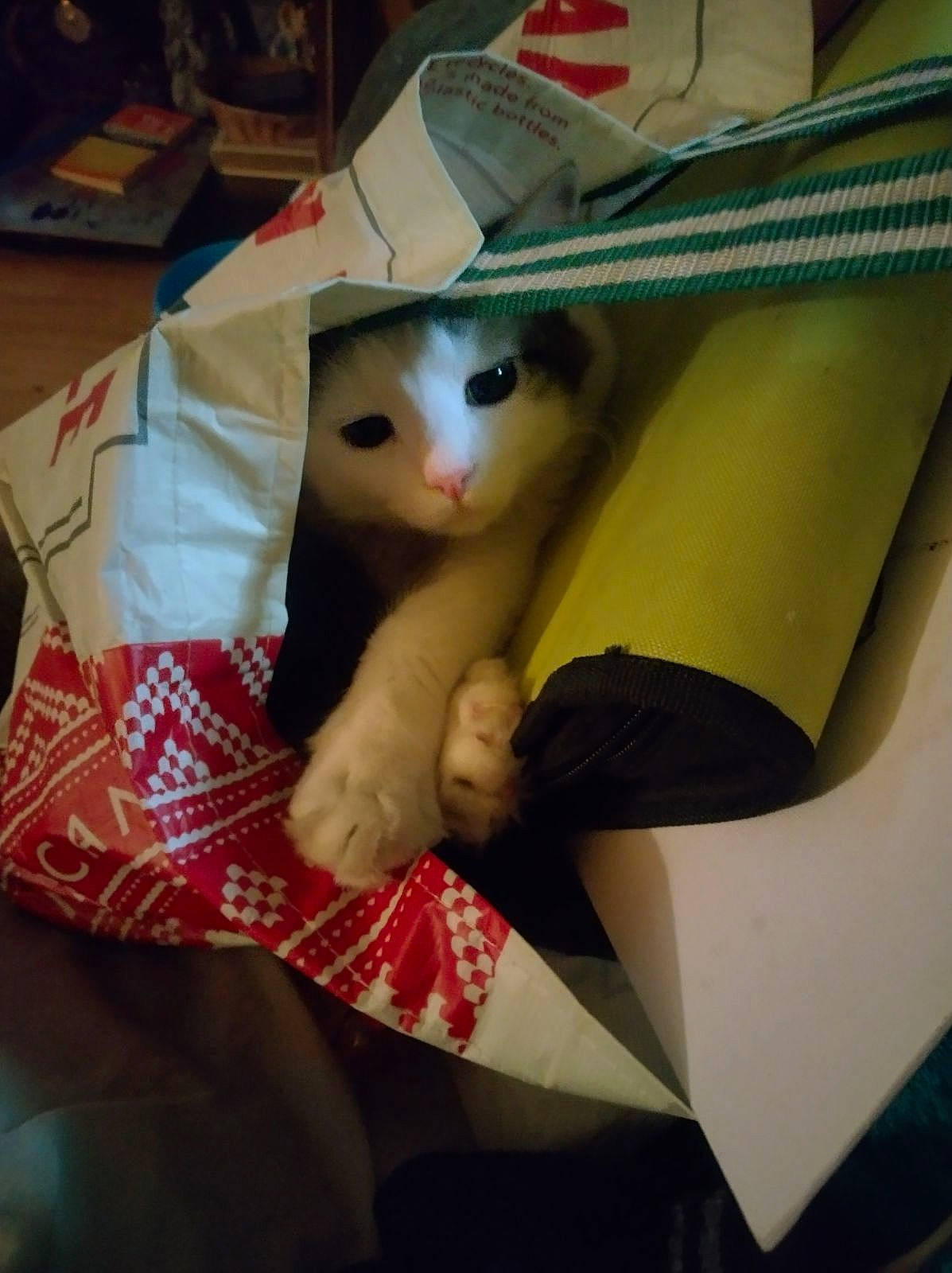 Whiskey joined the competition — help win amazing prizes! cardboard, carmine, carnivore, cat, comfort, doll, eye, fawn, felidae, fur, human_body, lap, linens, paper, small_to_medium_sized_cats, stuffed_toy, tail, toy, whiskers, wood