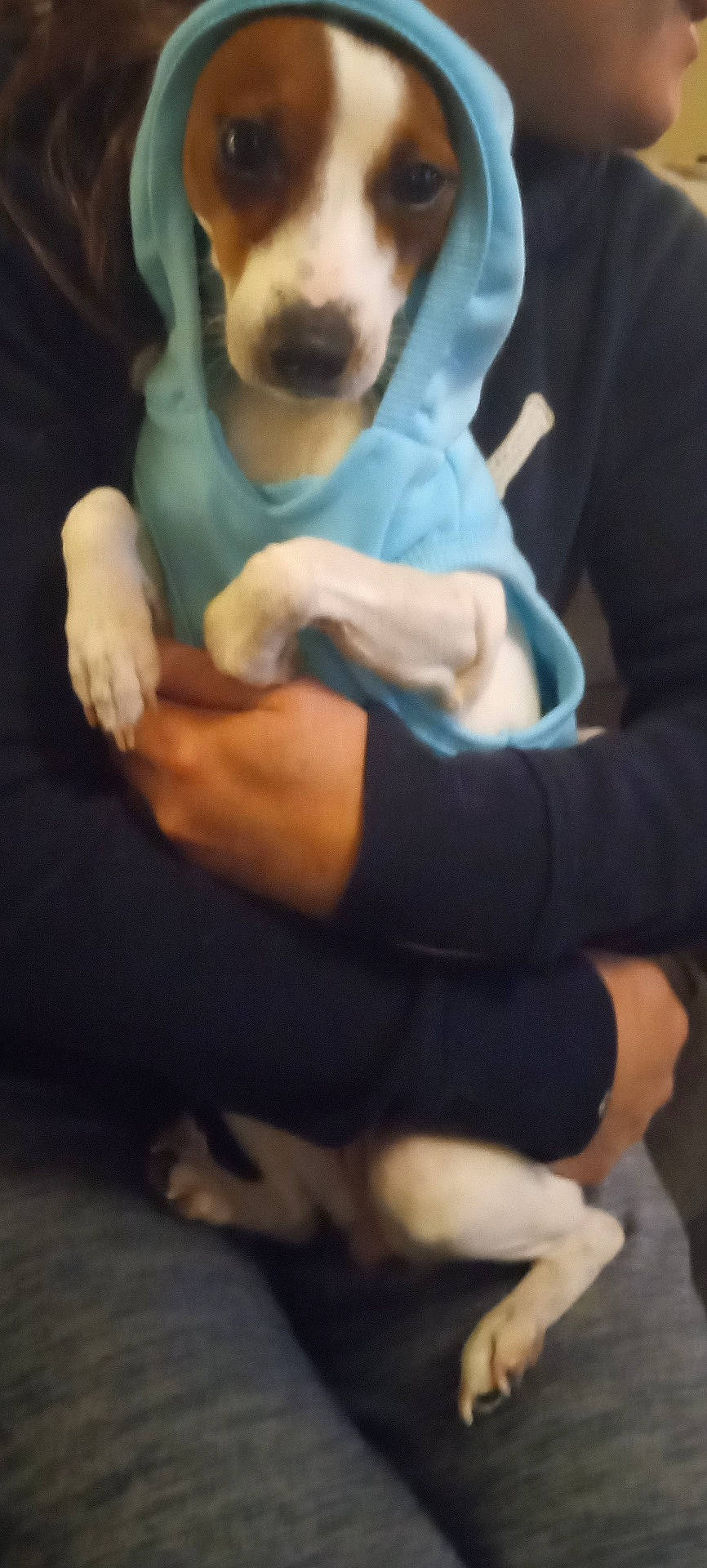 Wendy joined the competition — help win amazing prizes! animal, baby, beagle, canine, clothing, dog, face, head, hood, hoodie, hound, knitwear, pants, person, pet, photography, portrait, puppy, sweater, sweatshirt