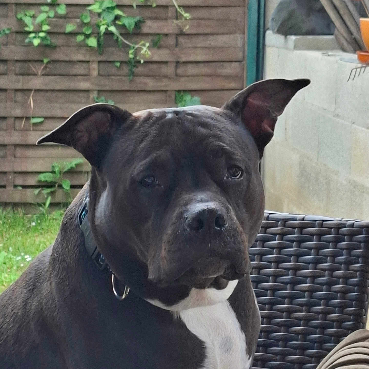 Plume participe au concours pour gagner de l'argent avec cette photo : animal, black_and_white, chair, collar, dog, domestic_animal, ears, face, fence, fur, garden, grass, mammal, outdoor, pet, portrait, relaxed, sitting, table, wood