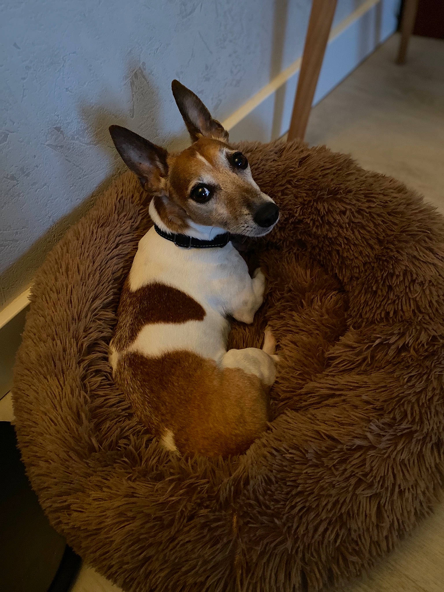 Mira participe au concours pour gagner de l'argent avec cette photo : canidae, cardigan_welsh_corgi, carnivore, dog, dog_breed, fawn, mammal, norwegian_lundehund, pembroke_welsh_corgi, vertebrate, welsh_corgi, whiskers