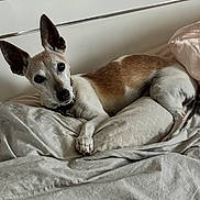 Mira participe au concours pour gagner de l'argent avec cette photo : animal, bed, bedding, blanket, brown, canine, collar, comfort, dog, ear, fur, headboard, indoor, looking, lying_down, paw, pet, relaxed, resting, white