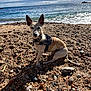 Mira participe au concours pour gagner de l'argent avec cette photo : alert, animal, beach, canine, clouds, coast, daytime, dog, nature, ocean, outdoor, pet, rocks, security_harness, sitting, sky, small_dog, sunlight, water, waves
