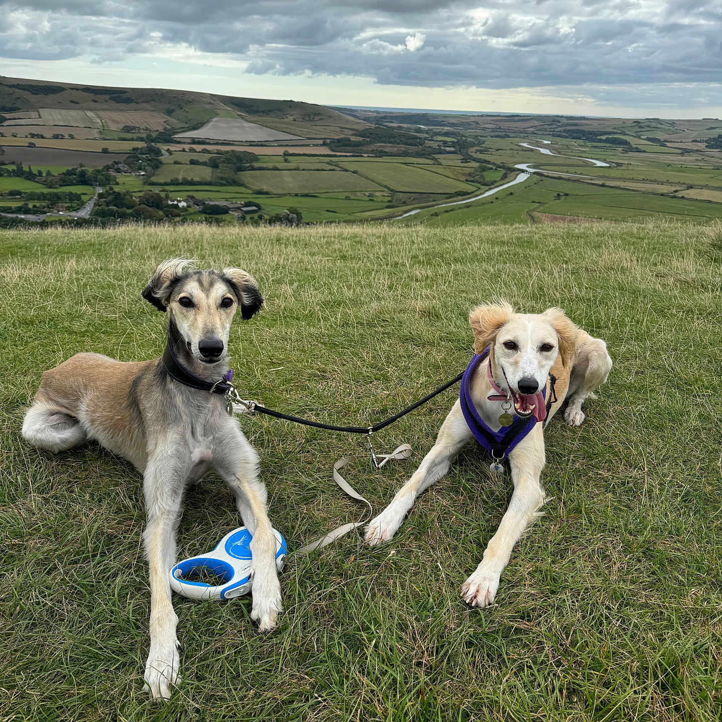 Enzo And Sadie is registered to the contest to win money with this photo: animal, canine, cloudy, collar, dog, field, grass, happy, hill, landscape, leash, nature, outdoor, pet, playful, resting, river, scenic, sky, tongue_out