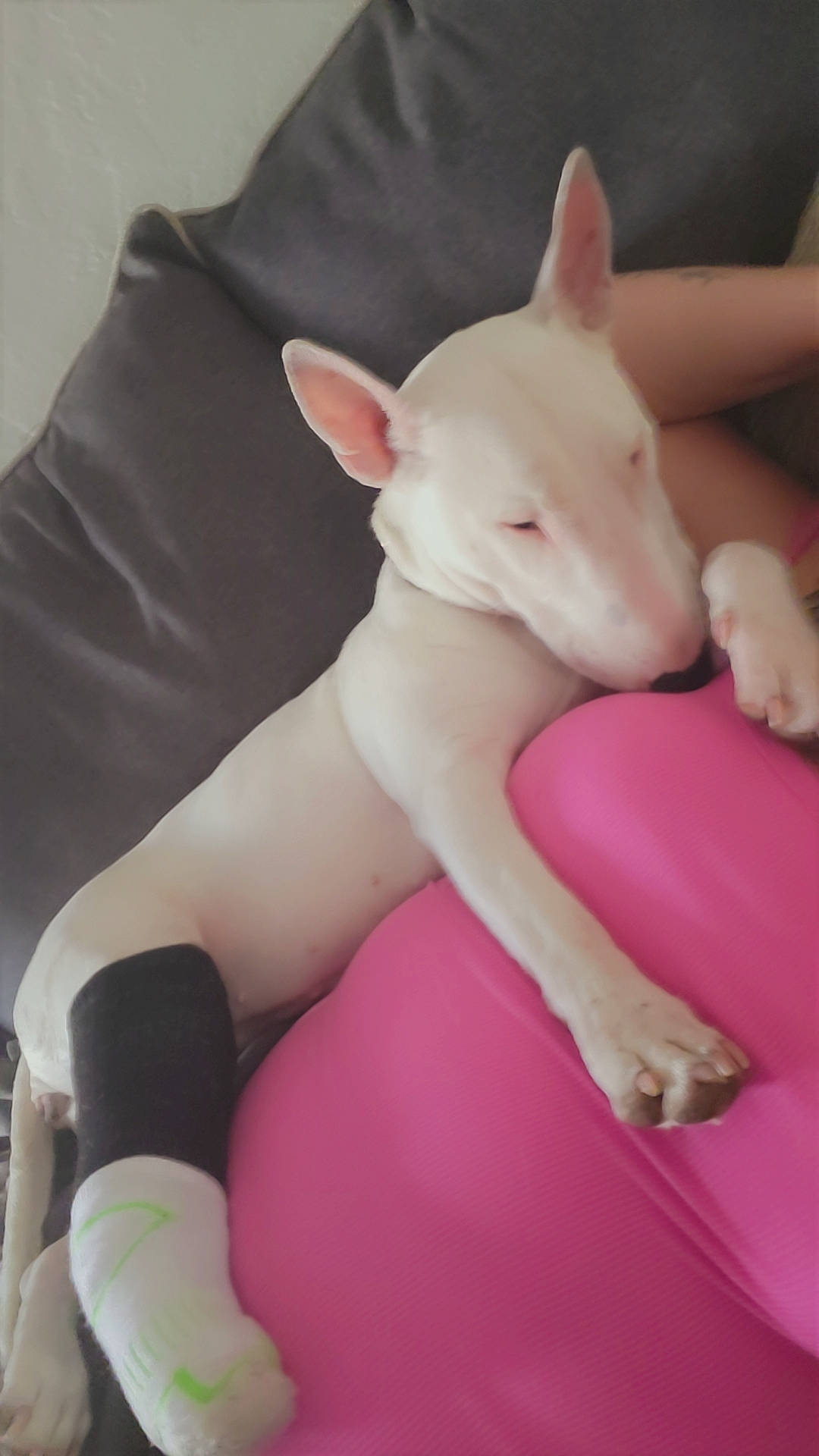 Nala joined the competition — help win amazing prizes! bull_terrier, canidae, carmine, carnivore, comfort, companion_dog, dog, dog_breed, ear, eye, fawn, gesture, human_leg, magenta, pattern, pink, snout, tail, terrestrial_animal, working_animal