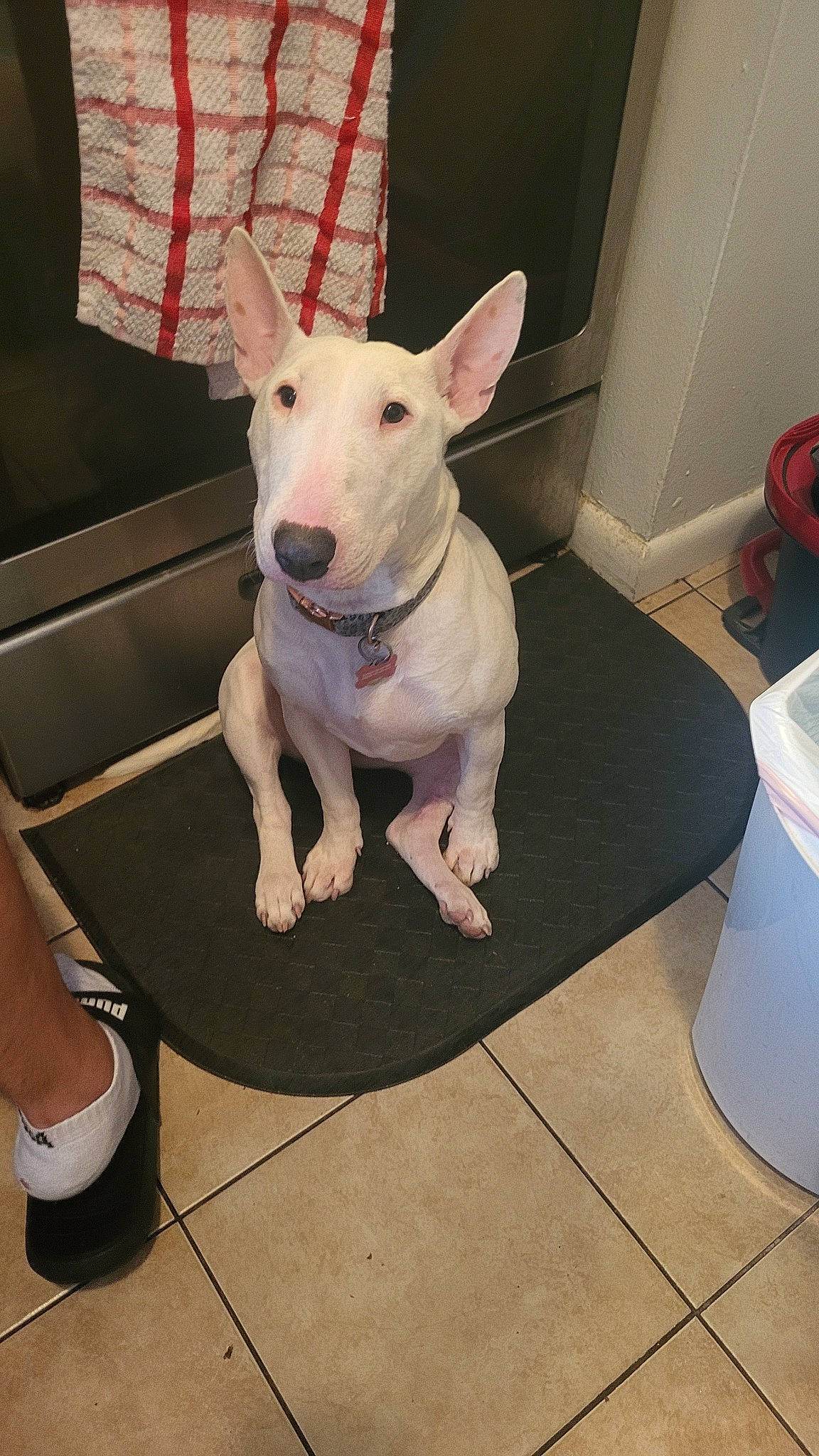 Nala is registered to the contest to win money with this photo: bull_and_terrier, bull_terrier, bull_terrier_miniature, canidae, carnivore, collar, companion_dog, dog, dog_breed, dog_supply, fawn, flooring, foot, household_supply, paper_towel, pet_supply, snout, sporting_group, toilet_paper, working_animal