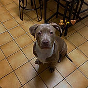 Magnum participe au concours pour gagner de l'argent avec cette photo : dog, pitbull, brown_coat, white_chest, sitting, looking_up, tile_floor, kitchen_floor, bar_stool, chair, metal_frame, indoor, paw, ears, eyes, muzzle, shadow, sock, human_foot, emoji_stickers