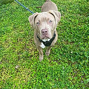 Magnum a rejoint le concours — aidez-le/la à gagner de superbes lots ! clover, cute, dog, ears, eyes, grass, greenery, harness, lawn, leash, looking_up, muzzle, nose, outdoor, pet, pitbull, portrait, single_subject, spring, standing