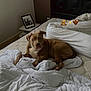 dog, pitbull, brown_dog, bed, blanket, duvet, pillow, mattress, headboard, nightstand, picture_frame, wall, room, collar, paw, indoor, pet, relaxed, cozy, sleepy