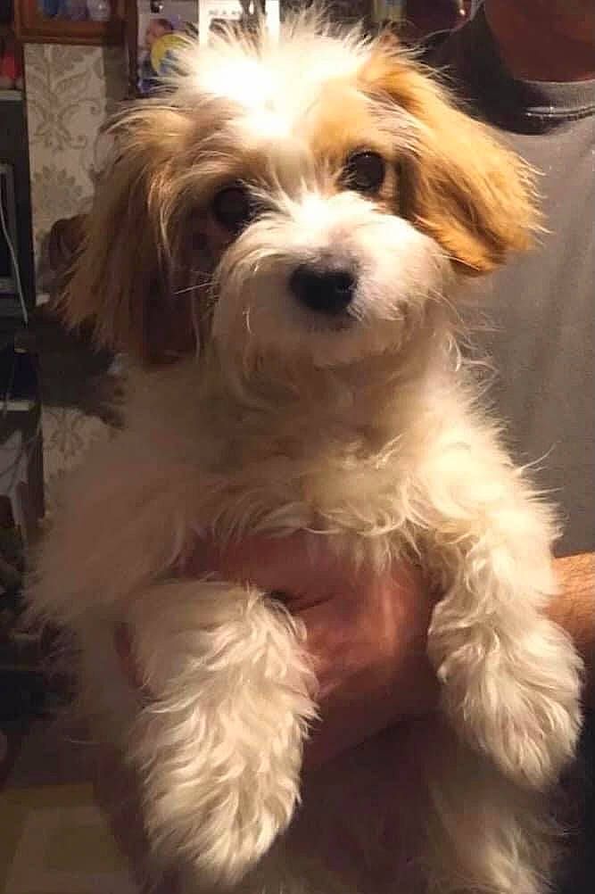 Heidi is registered to the contest to win money with this photo: canidae, carnivore, chair, companion_dog, dog, dog_breed, eyewear, fur, puppy, small_terrier, sporting_group, sunglasses, terrier, toy_dog, whiskers, working_animal