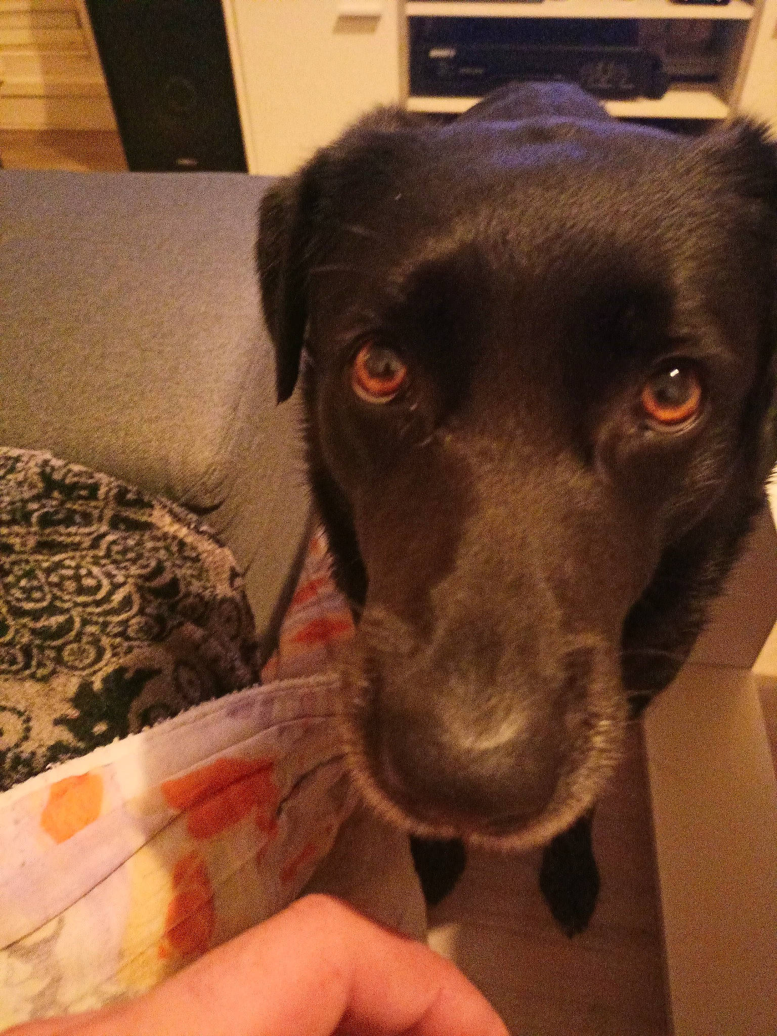 Nala a rejoint le concours — aidez-le/la à gagner de superbes lots ! borador, carnivore, collar, comfort, companion_dog, dog, dog_breed, fur, guard_dog, liver, metal, nail, non_sporting_group, paw, pet_supply, snout, sporting_group, square, whiskers, working_animal