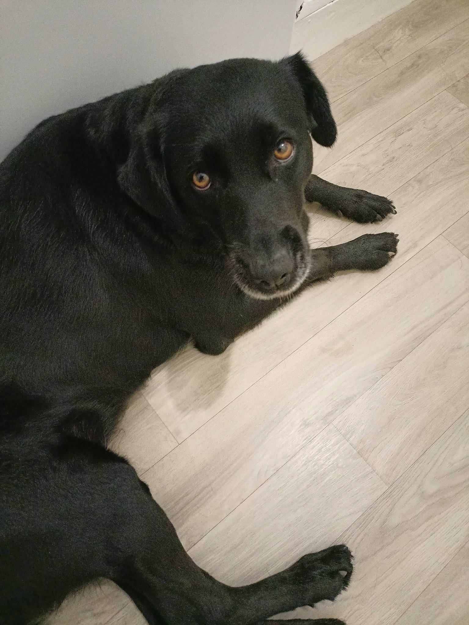 Nala participe au concours pour gagner de l'argent avec cette photo : borador, carnivore, collar, comfort, companion_dog, dog, dog_breed, dog_collar, flooring, fur, guard_dog, gun_dog, hardwood, labrador_retriever, puppy, retriever, whiskers, wood, wood_flooring, working_animal