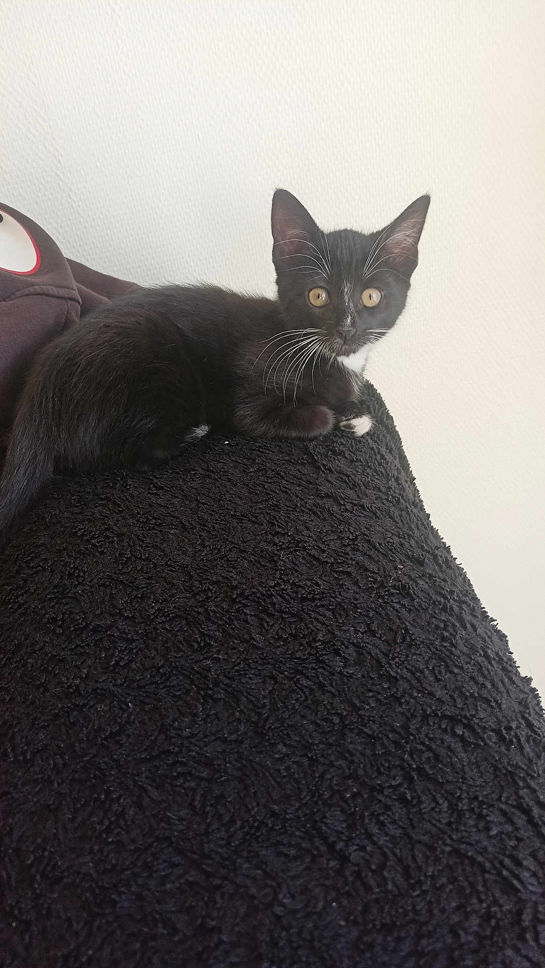 Ronnie
