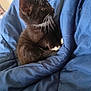 cat, kitten, black_cat, white_whiskers, white_paws, blue_blanket, indoor, pet, animal, cozy, fur, whiskers, young_cat, curious, sitting, comfort, blanket, soft, domestic_cat, feline
